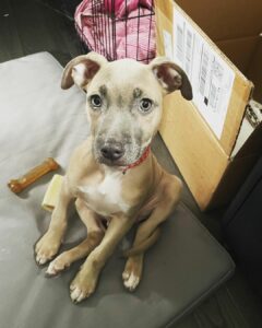 The Heartfelt Secret This Adopted Pitbull Hid From His New Family