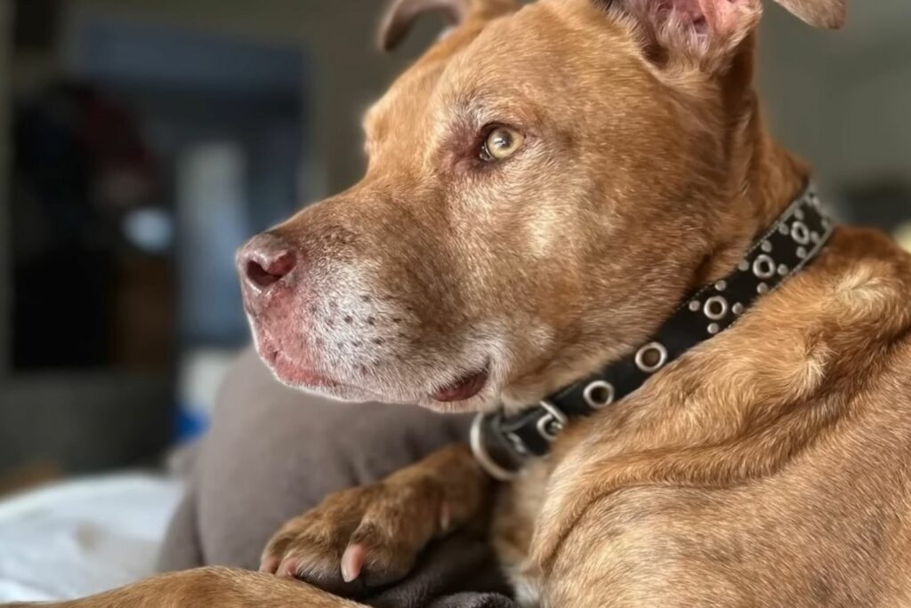 The Heartfelt Secret This Senior Dog Held Changed Her Life Forever