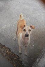 Your Heart Will Melt When You Discover Why This Mom Dog Refused Food