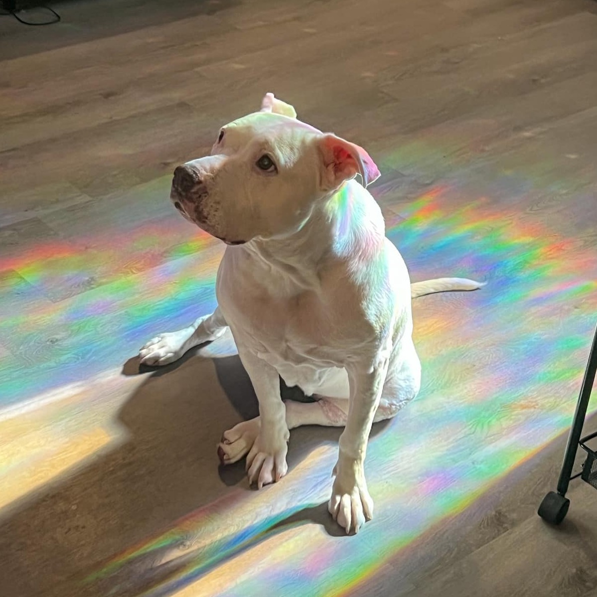 After 650 Days of Waiting, Senior Pup Faces HeartWrenching Twist in