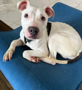 Deaf Puppy Finds Miraculous Rescue After Being Abandoned Near Pole