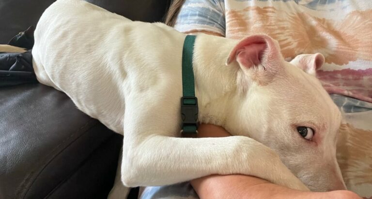 Deaf Puppy Finds Miraculous Rescue After Being Abandoned Near Pole