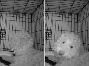 Dog Owner's Late-Night Discovery Will Leave You Speechless