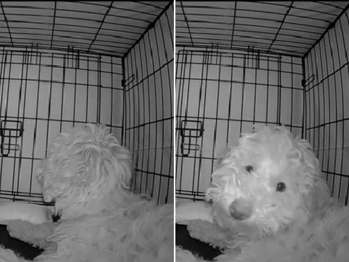Dog Owner's LateNight Discovery Will Leave You Speechless