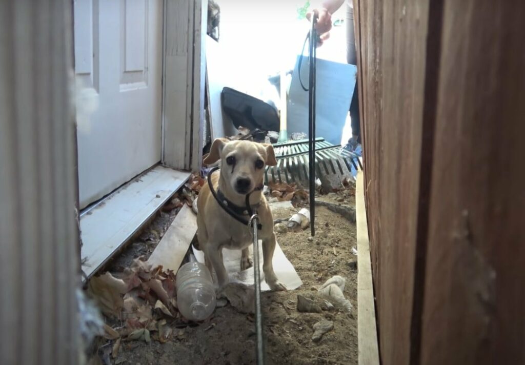 From Abandoned to Adored: The Unbelievable Transformation of a ...