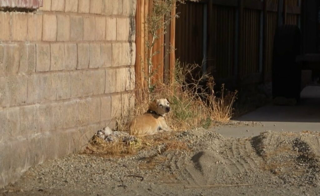 From Abandoned to Adored: The Unbelievable Transformation of a ...