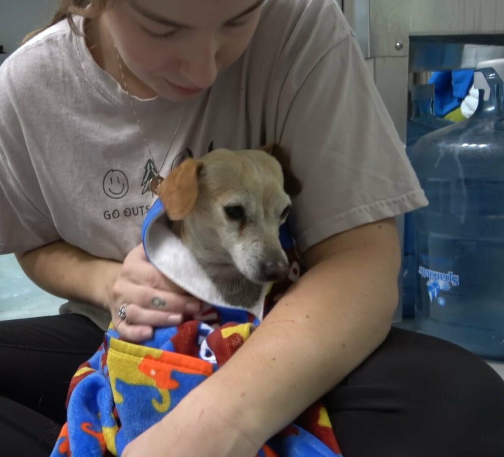 From Abandoned to Adored: The Unbelievable Transformation of a ...