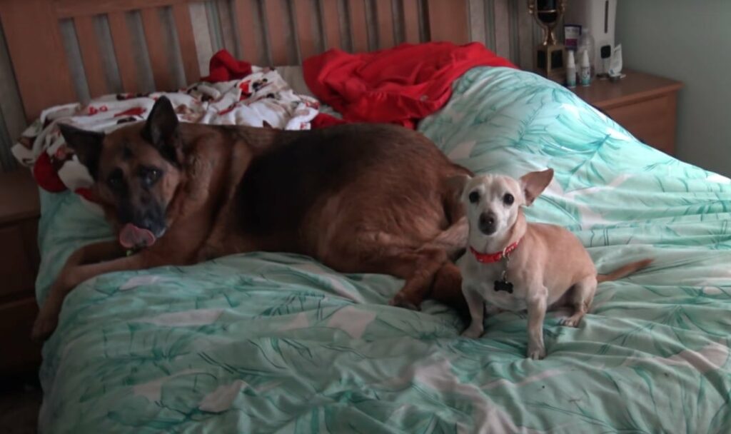 From Abandoned to Adored: The Unbelievable Transformation of a ...