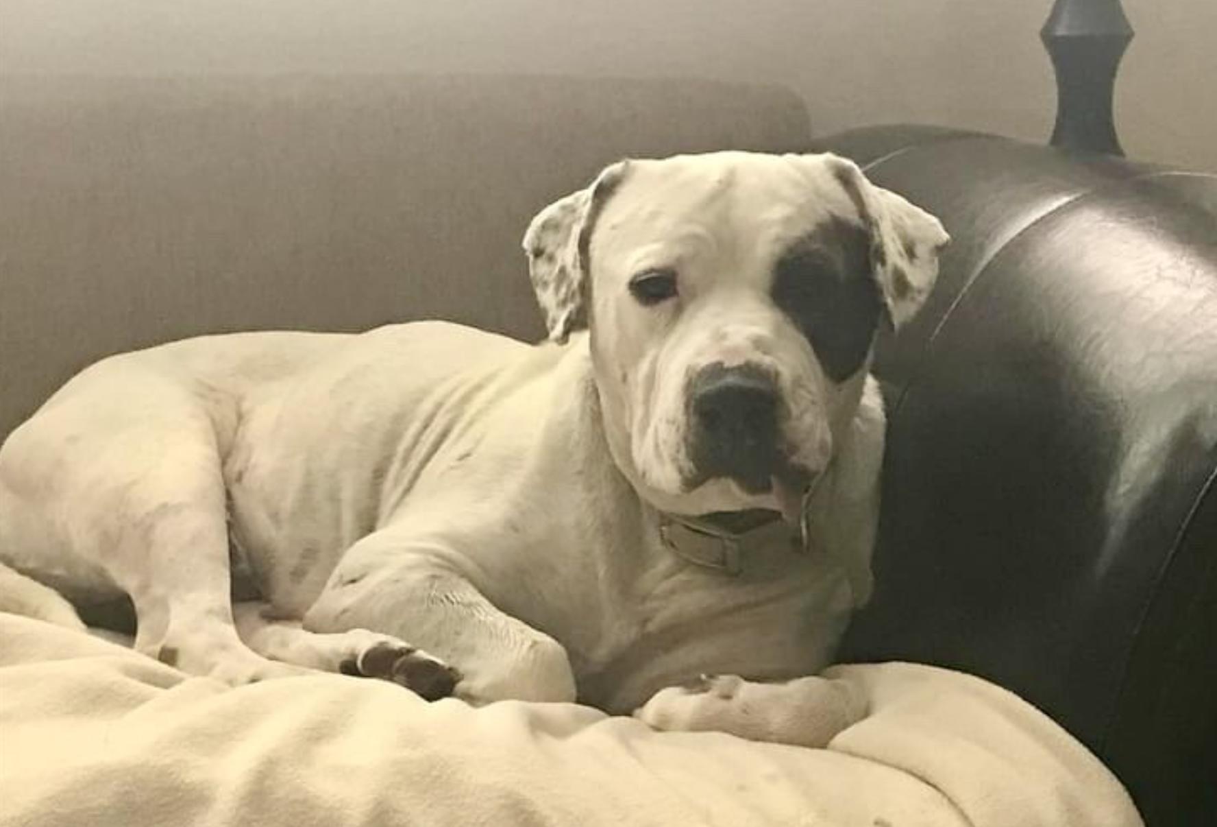 From Darkness to Light: The Unbelievable Journey of a Dog Saved from Death