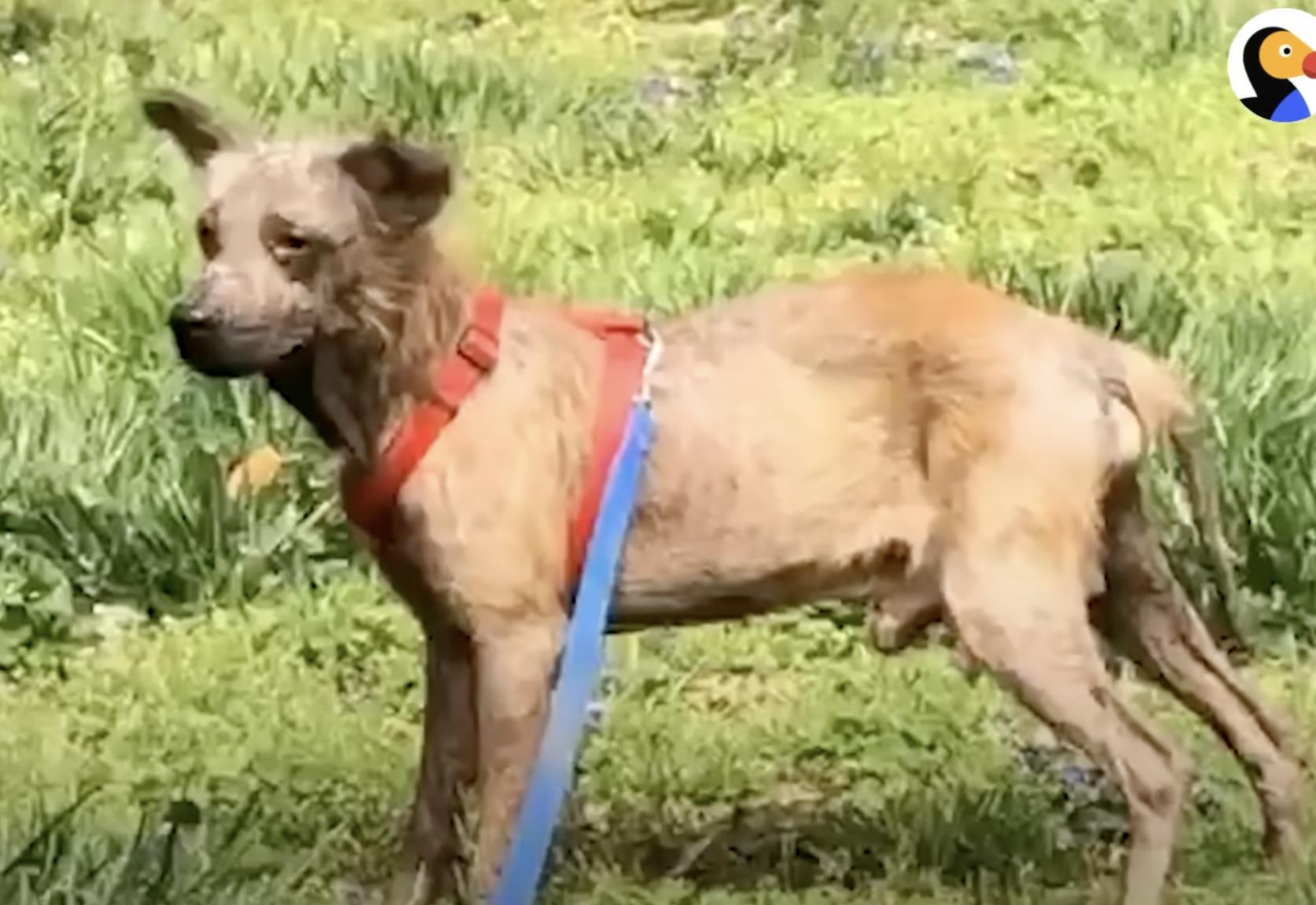 From Despair to Joy: Witness the Incredible Transformation of a ...