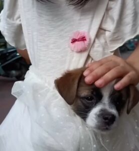 Injured Puppy’s Tearful Plea for Help Leaves Everyone in Tears