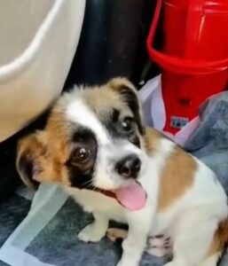 Injured Puppy’s Tearful Plea for Help Leaves Everyone in Tears