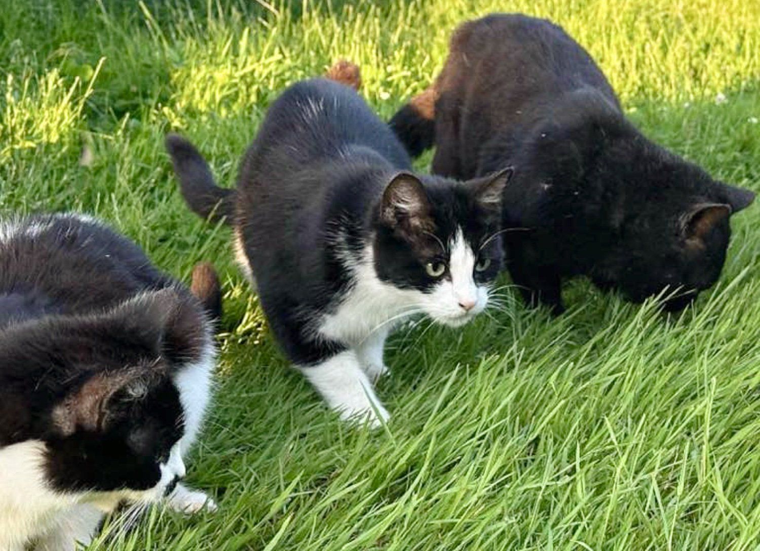 Man's Unexpected Rescue Mission for Stranded Cats Takes a Surprising Turn