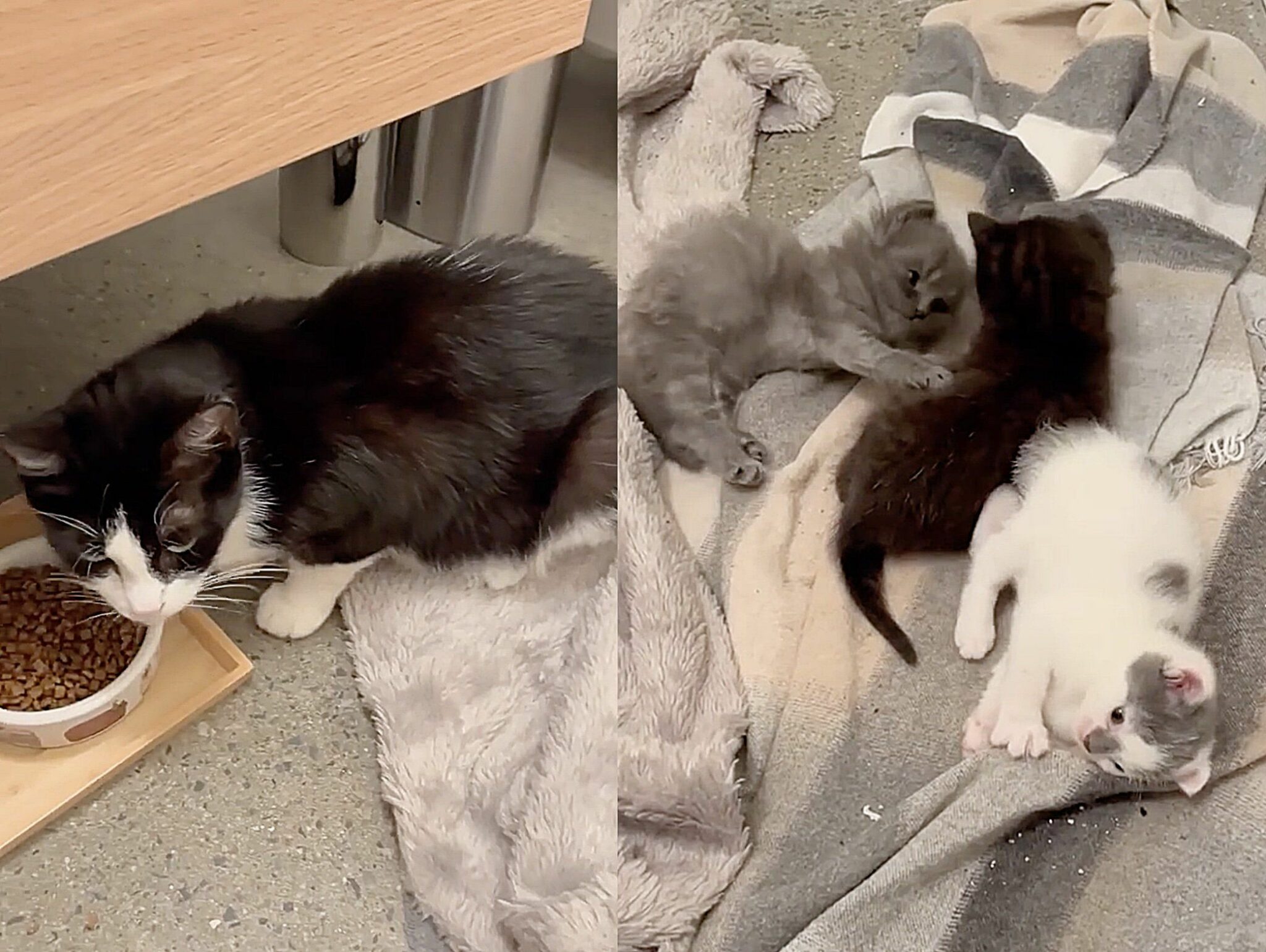 Stranded Cat Man's Unexpected Rescue Mission for Stranded Cats Takes a Surprising Turn