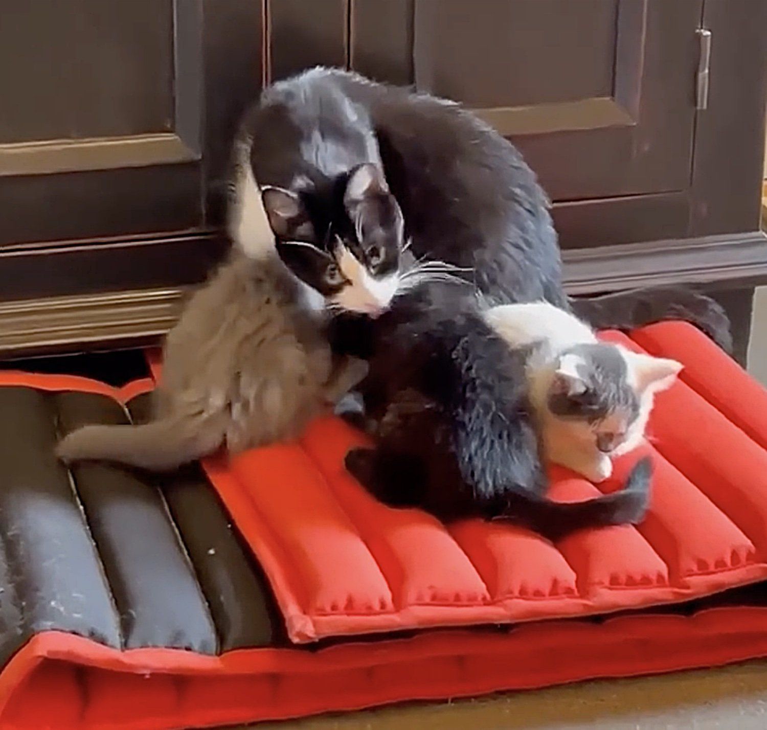 Stranded Cat Man's Unexpected Rescue Mission for Stranded Cats Takes a Surprising Turn