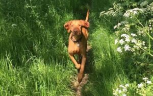 Pet Owner's Heart-Wrenching Tale: A Hidden Danger in Your Kitchen That