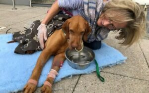 Pet Owner's Heart-Wrenching Tale: A Hidden Danger in Your Kitchen That