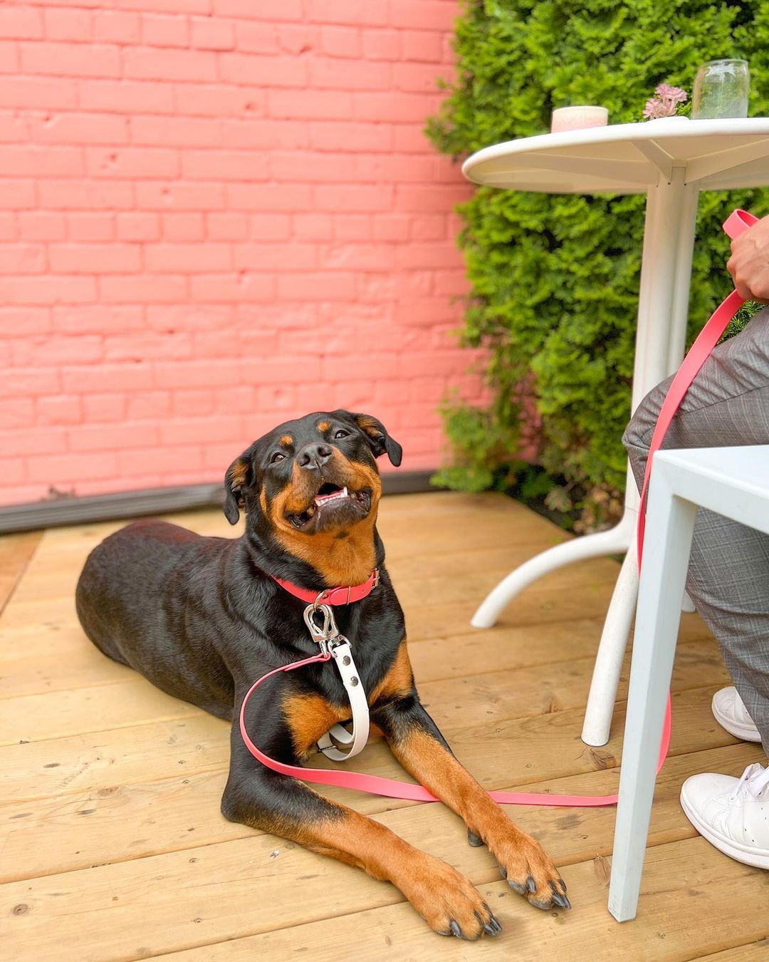 Prepare to Be Amazed These Rottweilers Will Melt Your Heart!