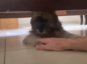 Puppy’s Heartbreaking Plea for Help Will Leave You in Tears—See His