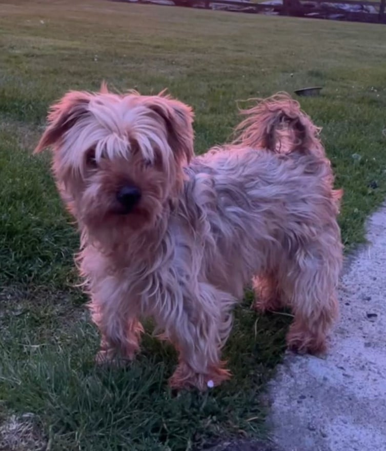 Rescued Pup's Stunning Transformation Will Leave You Speechless(02)