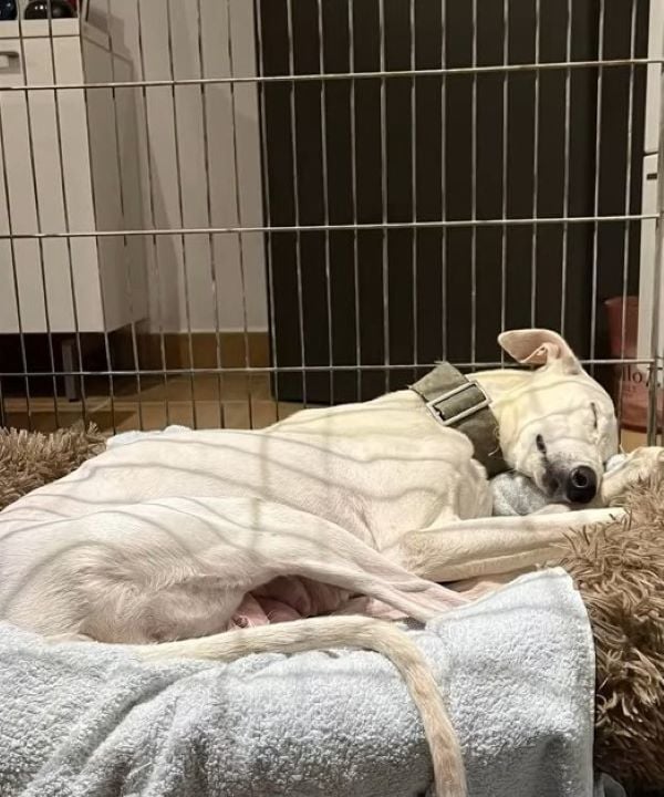 Rescuers Save Starving Dog Only to Unveil an Unbelievable Secret-1