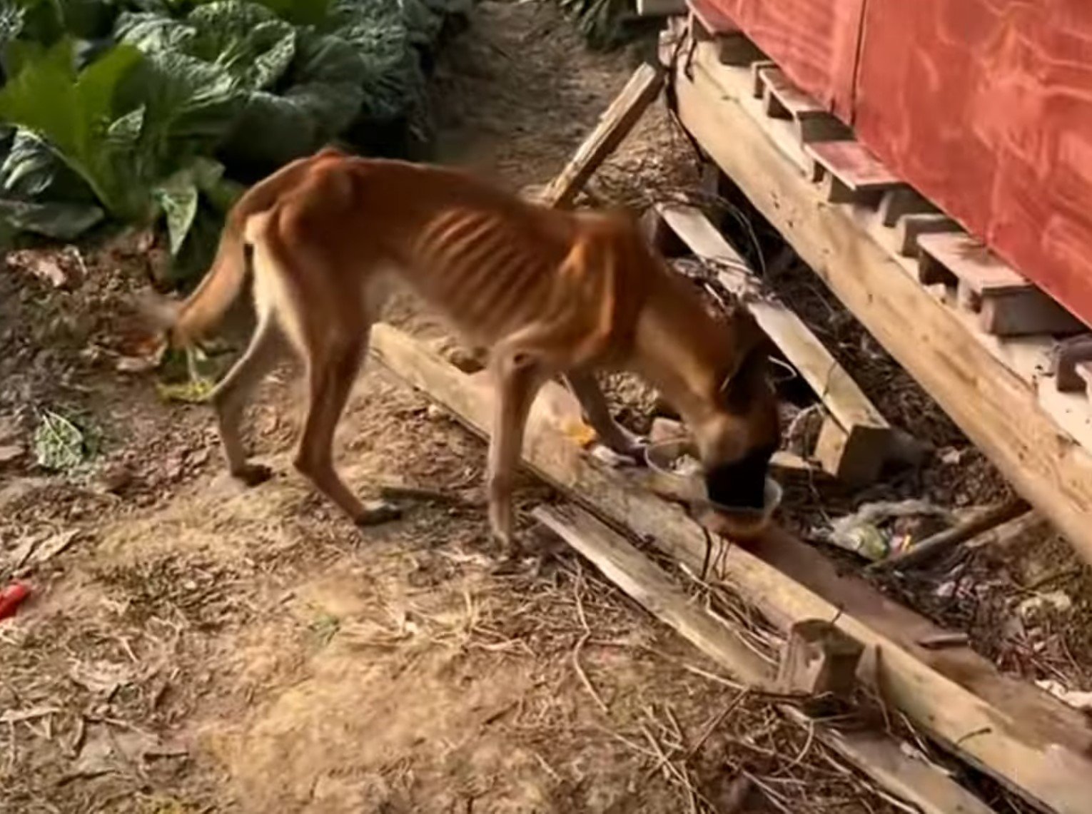Rescuers Stumble Upon Starving Pup Eating Dirt, What Happens Next Will ...