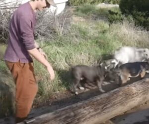 Stray Dogs' Emotional Plea Leads Teens to Shocking Discovery