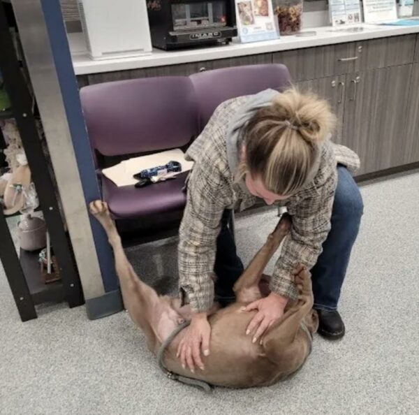 The Heart-Tugging Moment Shelter Dog Recognizes His True Name-1