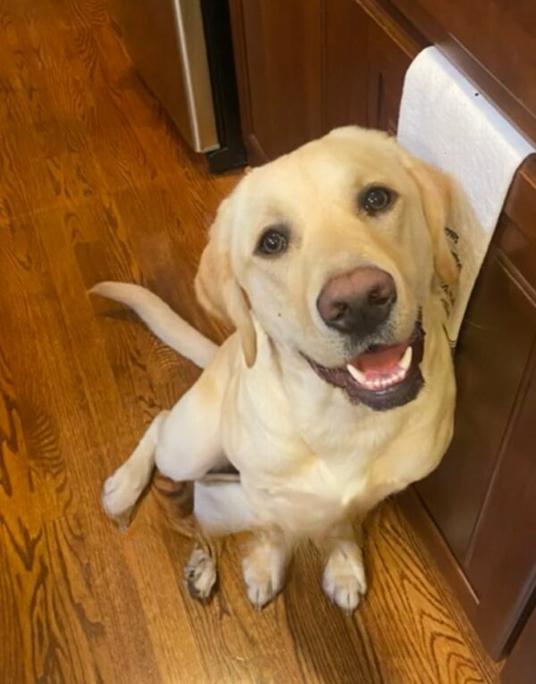 This Pup's Tear-Jerking Reaction to Reuniting with Her Parent Will Melt Your Heart-1