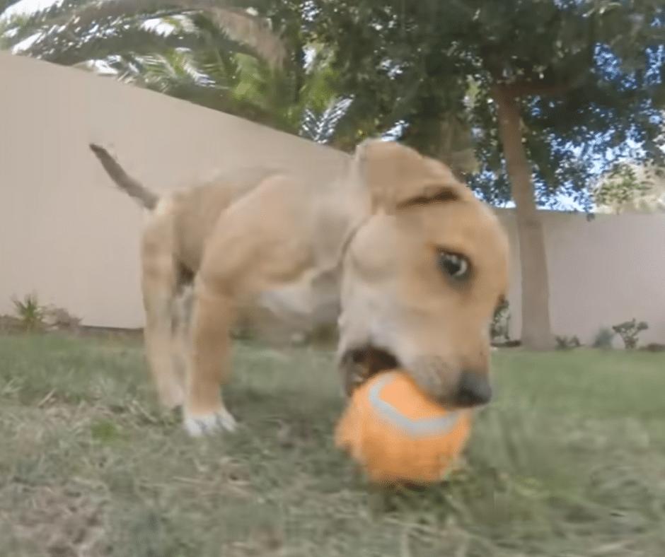 Tiny Stray Dog's Unbelievable Act of Kindness Will Melt Your Heart