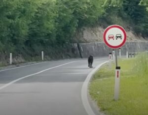 This Animal Could Be a Hero You Didnt Expect