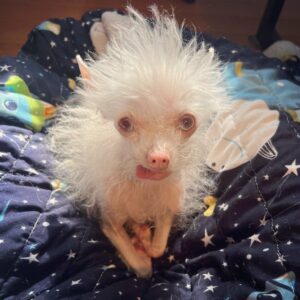 You'll Never Guess Why This Chihuahua Leaves Everyone Speechless