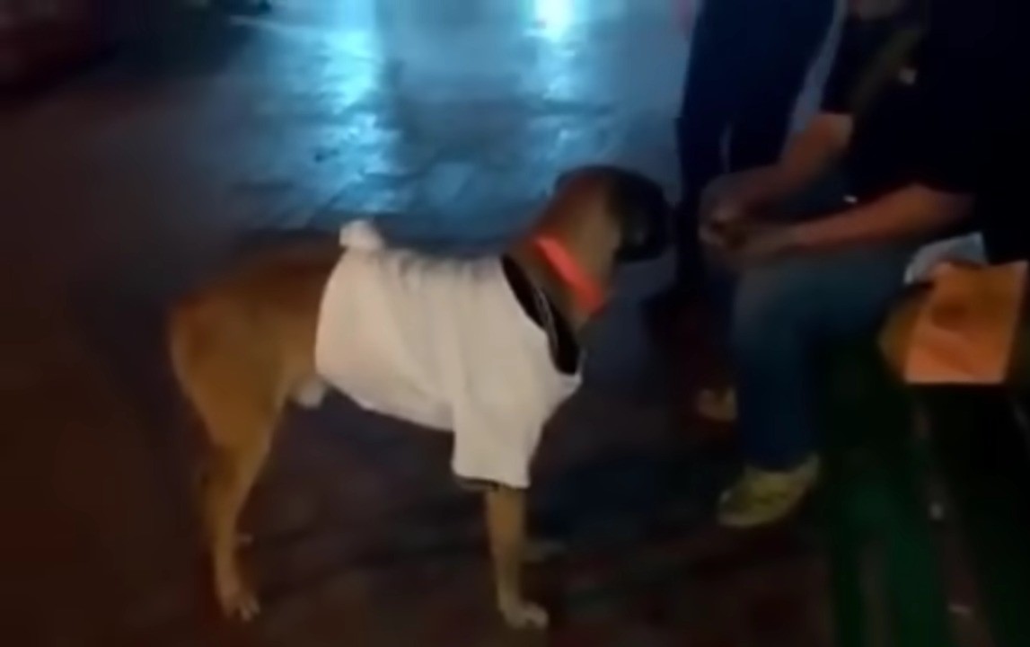 A Dog's Unbreakable Bond: A Tale of Loss and Hope