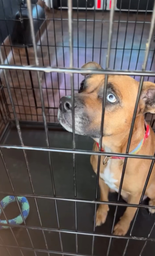 A Mama Dog's Desperate Plea: You Won't Believe What Happened Next!-1