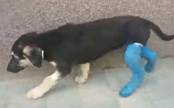 A Miraculous Journey of a Dog's Unbreakable Spirit-1