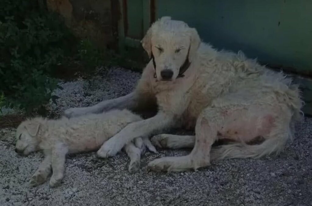 A Mother's Unyielding Love: The Tale of a Dog's Fight for Her Puppy