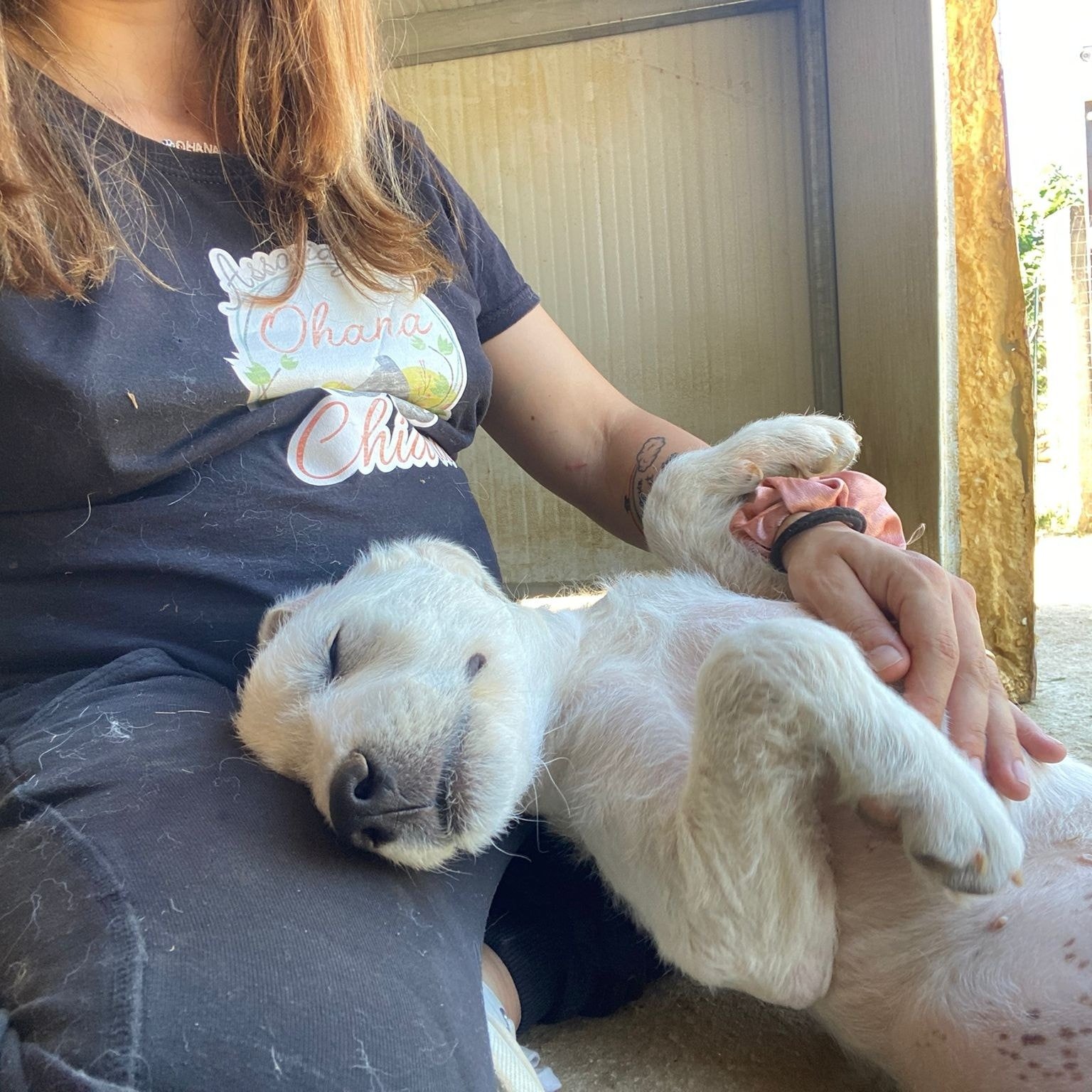 A Mother's Unyielding Love: The Tale of a Dog's Fight for Her Puppy
