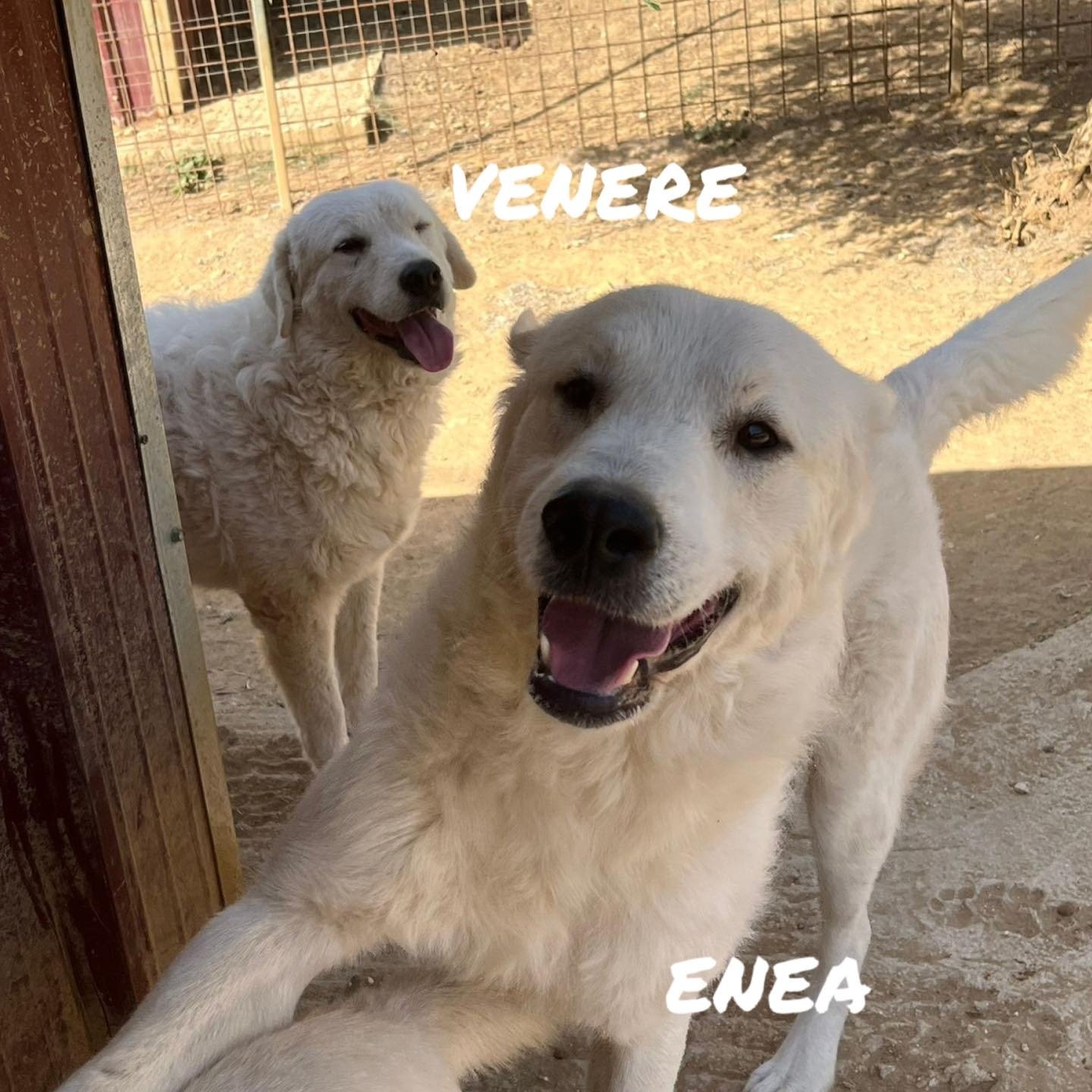A Mother's Unyielding Love: The Tale of a Dog's Fight for Her Puppy