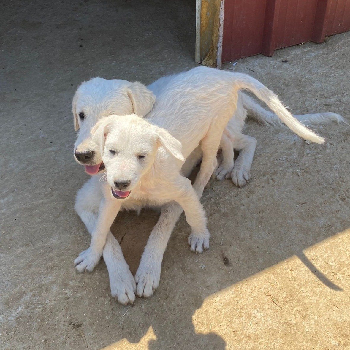 A Mother's Unyielding Love: The Tale of a Dog's Fight for Her Puppy