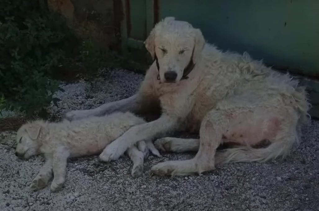 A Mother's Unyielding Love: The Tale of a Dog's Fight for Her Puppy
