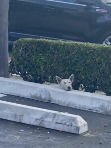 A Pup's Unexpected Journey: From Heartbreak to Joy