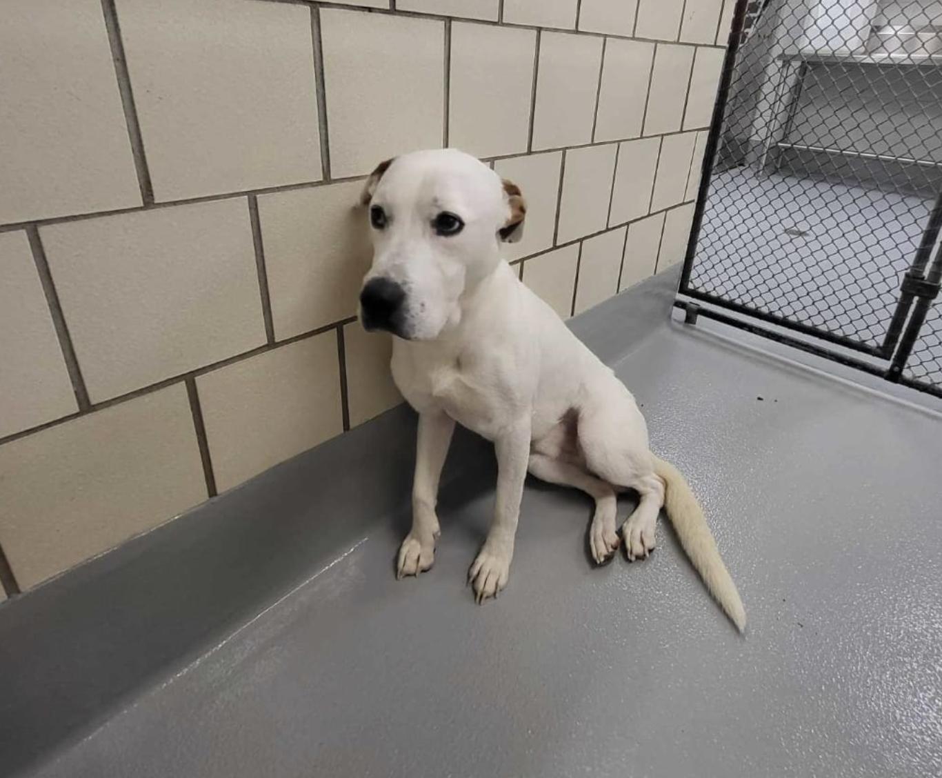 Abandoned and Alone: Discover the Unbelievable Journey of a Shelter Dog ...