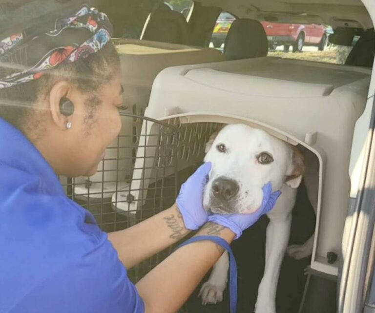 Abandoned and Alone: Discover the Unbelievable Journey of a Shelter Dog ...