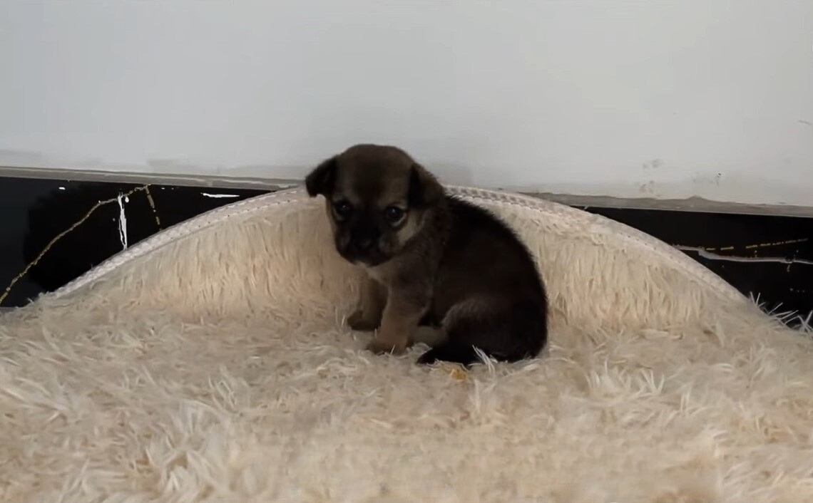 Abandoned Puppy Waits Desperately on Roadside, What Happens Next Will