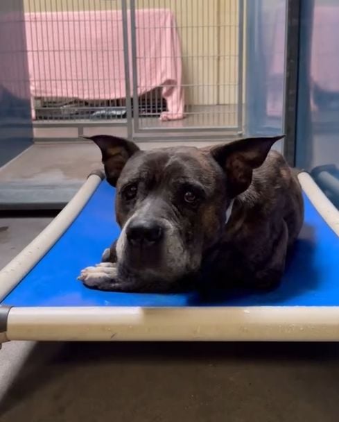 Aging Pup's Last-Minute Reprieve Unveils Heart-Wrenching Secret-1