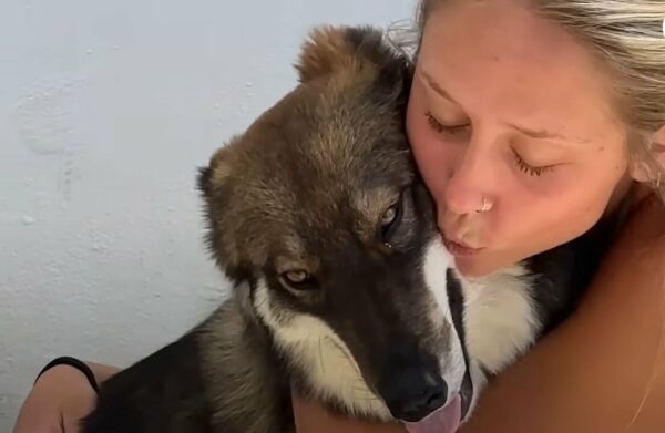 Desperate Pup's Unwavering Faith in Strangers Leads to a Life-Changing Rescue-1