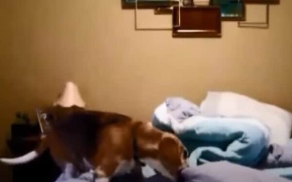 Discover Leroy's Adorable Nighttime Secret: Why Thousands Can't Stop Watching!-1