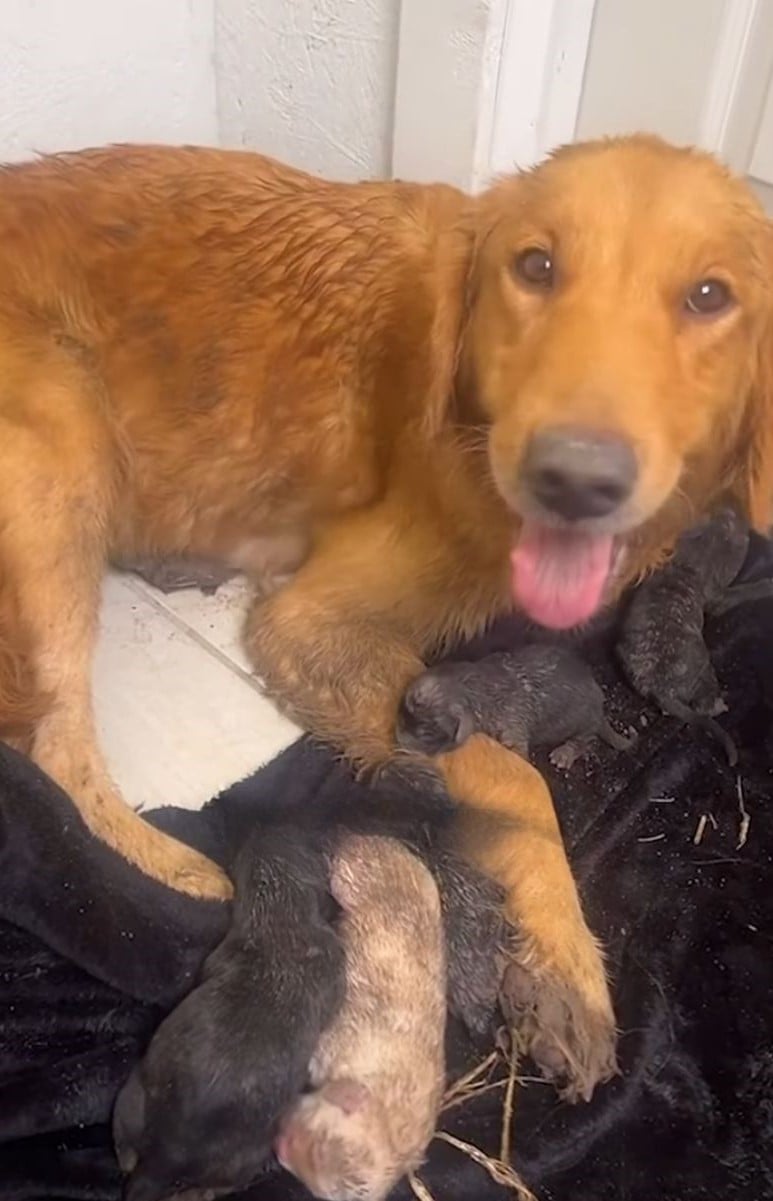 From Despair to Joy: The Story of a Brave Mama Dog's Miracle Birth