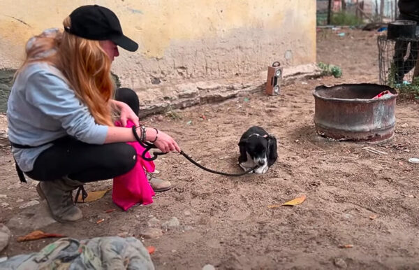 From Despair to Joy: The Unbelievable Journey of a Neglected Pup-1