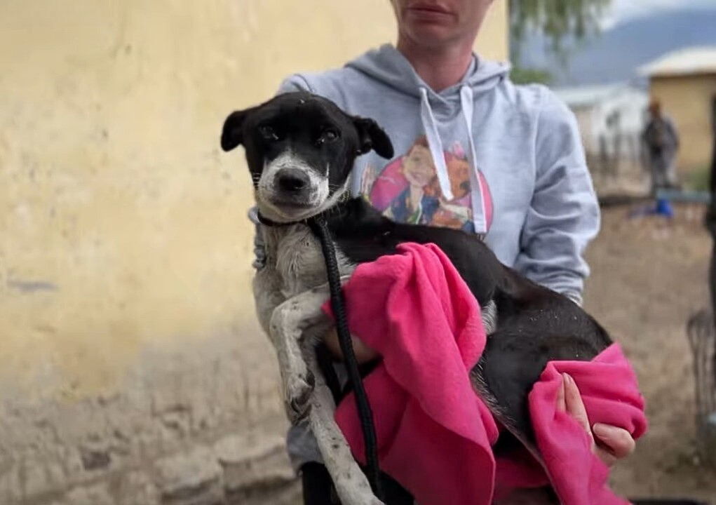 From Despair to Joy: The Unbelievable Journey of a Neglected Pup